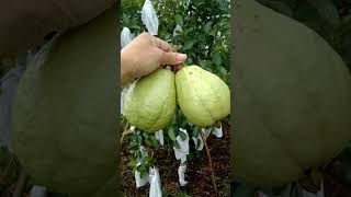 SWEET GUAVAquotPSIDIUM GUAJAVAquotasmryoutube freshness fruit fyiシ゚viral upload shortvideo [upl. by Aenaj]