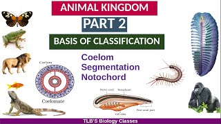 Animal KingdomPart 2Basis of ClassificationCoelomSegmentationNotochordClass 11ZoologyBiju TL [upl. by Worra]