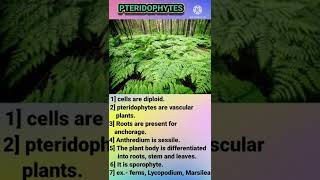 Difference between Bryophytes and pteridophytes [upl. by Kate]