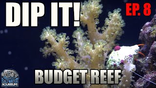 Dipping Your CORALS  How to Avoid Reef Tank Pests  Beginner Budget Reef Tank [upl. by Armat368]