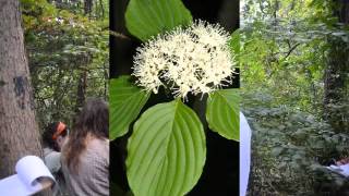 Cornus alternifolia [upl. by Alaj802]