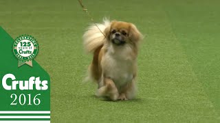 German Spitz Klein wins the Utility Group Judging  Crufts 2016 [upl. by Lleval]