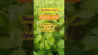 Soyabean seed After 35 days  Syngenta  Alika Thiamethoxam 126  Lambda Cyhalothrin 95 ZC [upl. by Kramer]