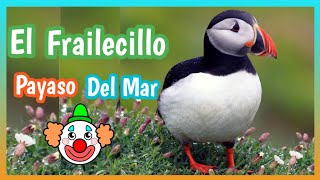 Frailecillo Atlántico  El Payaso de Mar 🐧🤡🌊 🐧 [upl. by Asim]