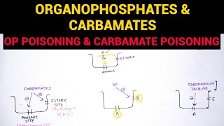 Autonomic Pharmacology  7  Organophosphates amp Carbamate Poisoning  EOMS [upl. by Antonella964]