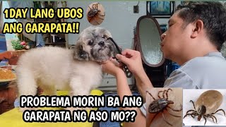 Pinaka Mabisang Pamatay Ng Garapata Ng ASOTICK AND FLEA TREATMENT [upl. by Eicyal]