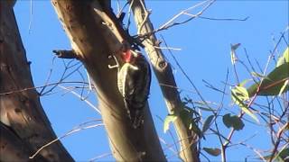 Rednaped Sapsucker chiseling bark for food [upl. by Herriott]