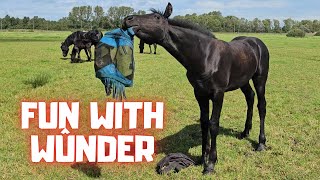 Fun with Wûnder his sisters in front of the carriage  A sparrow  Friesian Horses [upl. by Pauwles904]