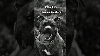 Pitbull Dog Vs German Shepherd pitbulldog shorts youtubeshorts shortvideo facts [upl. by Hpsoj352]