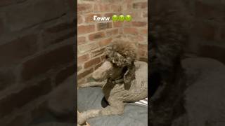 Dog farting big time fartsoundeffect funny fart fake [upl. by Aleafar]