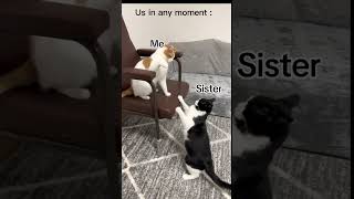 Sibling cat meme shortvideo funny cats memes [upl. by Ettolrahs162]