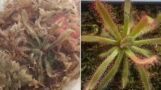 Unboxing Drosera latifolia tropical sundew w update [upl. by Vachil965]