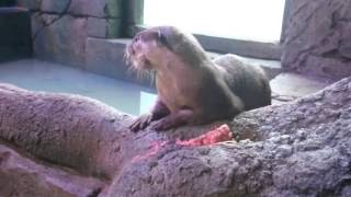 Otters at Dingle Aquarium [upl. by Anaoy]