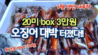 진짜 깡패가격 오징어 box 3만원 횟감 병어 350원 간재미 6마리 만원 참조기180원 이게 생선값 가락동수산시장 오징어 제대로 터졌네요 [upl. by Harbed669]