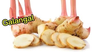 Galangal Who doesnt know galangal a plant with various benefits [upl. by Omor]