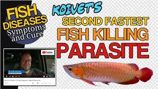 Chilodonella Parasite Symptoms and Treatments by Fish Vet Dr Johnson [upl. by Nylinej746]