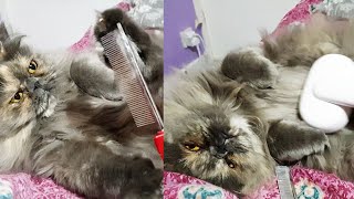 Cat’s Grooming Test Brush  Bliss Comb  Attack Mode [upl. by Caspar917]