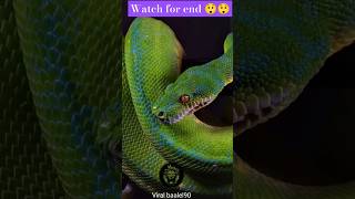 Babayvsdangerrevirwsnakegreenredblack🐍viralshortstrending [upl. by Ailen]