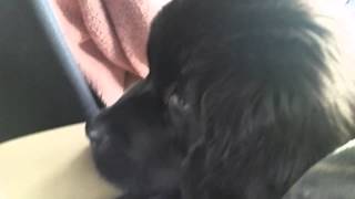 Newfoundland puppy cries about going to the vet [upl. by Kammerer]