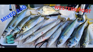 WHITING FISHING  WESTERN PORT  MIXED BAG fishing whiting westernport australiafishing [upl. by Malin]