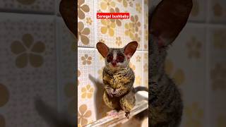 Senegal bushbaby facts likesadia senegalbushbabynaturesenegalbushbaby animalsfacts [upl. by Mohandas]