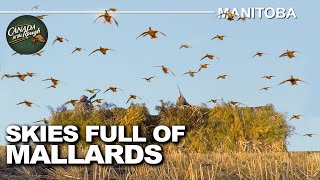 Hunting Skies filled with Waterfowl in Manitoba  Canada in the Rough [upl. by Macknair]