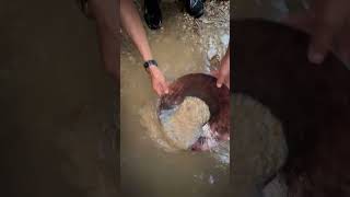 gold prospecting uk gold crevicing tools gold panning in river fyp video shorts [upl. by Yvon]