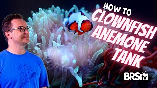 Bring the Reef Home With a Clownfish amp Bubble Tip Anemone Aquarium [upl. by Teddy604]