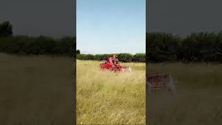 UK Native Wildflower Harvesting  Grass Seed Online harvest2024 harvest24 wildflowers wildflower [upl. by Alie]