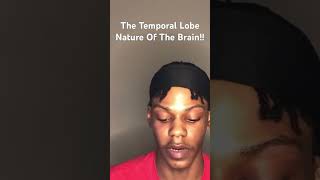 The Nature Of The Temporal Lobe In The Brain [upl. by Nolat]