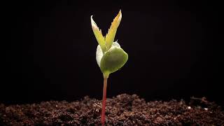 Apple tree germination timelapse [upl. by Andros27]