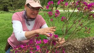 Azalea Pruning [upl. by Akimal]