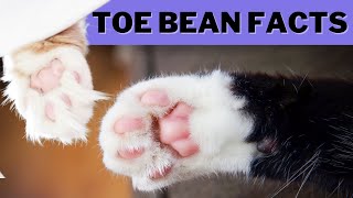 10 Fun Facts About Your Cats Adorable Toe Beans Paw Pads [upl. by Kanal809]