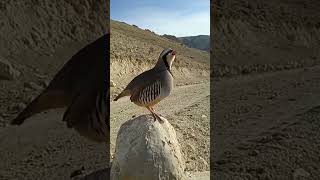 The chukar partridge Amazing Bird shorts [upl. by Debi]