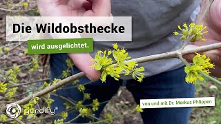 Die Wildobsthecke wird ausgelichtet  gardify Tipps [upl. by Arbrab29]