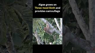 Three Toed Sloth  National Animal Of Costa Rica [upl. by Laundes]