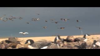 Duck and Goose hunting Alberta Canada [upl. by Assenov]