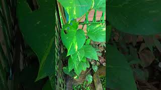 Variegated Money Plant Roots Anchoring on Wood shorts [upl. by Akiaki]