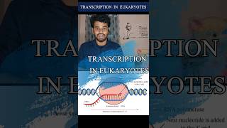 Dna transcriptionEukaryotestamilnotesprocessdiagramrna synthesisgene expressioncsir netdna [upl. by Mosnar4]