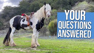 Want a draft horse Heres what you should know [upl. by Sanalda341]