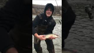 North Saskatchewan River Fishing Pike and Walleye [upl. by Story110]