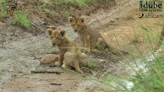 LIONS Following The Pride 4 A Quick Cameo On A Seepline [upl. by Egag]