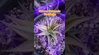 Haworthiopsis limifolia variegated plants houseplants gardening indoorplants plants haworthia [upl. by Manas855]