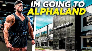 ALPHALAND  7 WEEKS OUT SHOULDER DESTRUCTION [upl. by Hengel]