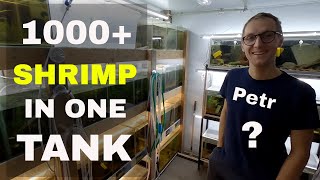 Freshwater Aquarium Shrimp Tank Setup of My Friend Petr  Shrimp Keeping [upl. by Rogerio457]