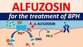 Alfuzosin HCl  Uses side effects amp precautions  For BPH [upl. by Tertias]