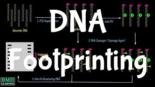 DNA Footprinting [upl. by Evelc]