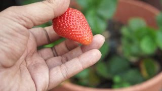 Growing Strawberries  Chandler Variety  Big amp Delicious [upl. by Annahs]