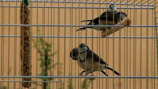 Owl Finches Meowing [upl. by Atikat207]