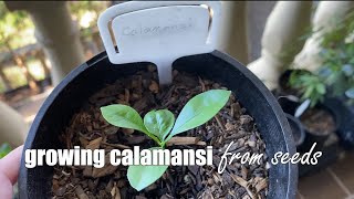 Growing Calamansi from Seeds [upl. by Shivers]